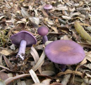 biobatteria a funghi