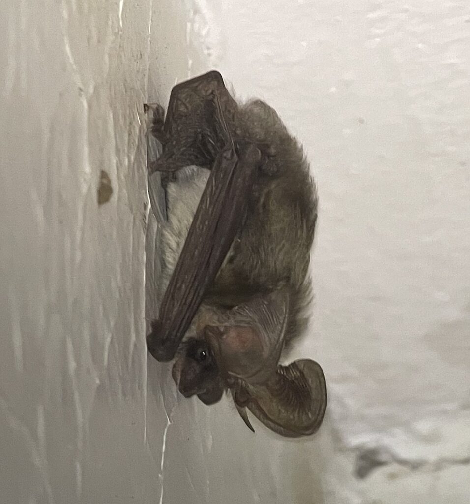pipistrello africano
