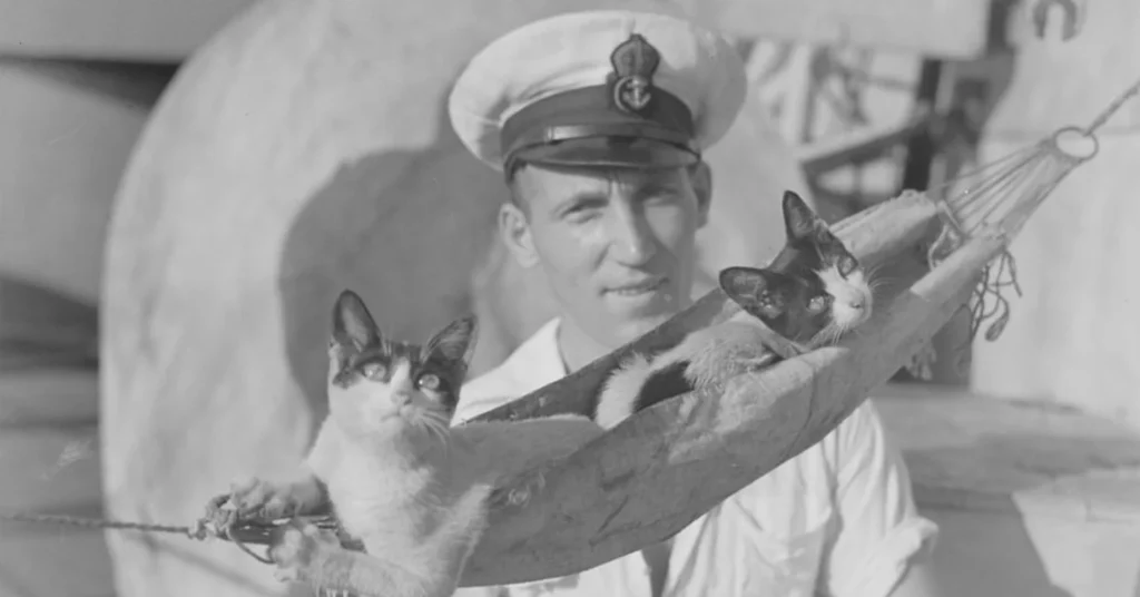 animali in guerra
